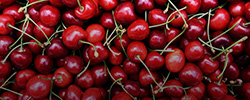 Renting Cherry and Plum Cold Storage Space